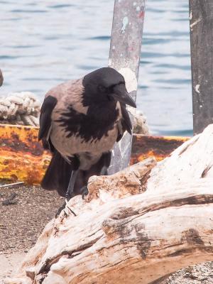 Corneille mantelée Corvus corone cornix Linnaeus, 1758