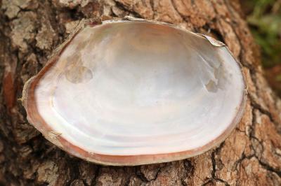 Anodonte des rivières Anodonta anatina (Linnaeus, 1758)