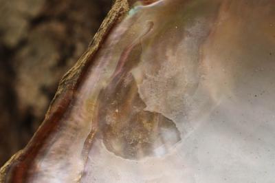 Anodonte des rivières Anodonta anatina (Linnaeus, 1758)