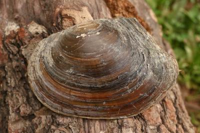 Anodonte des rivières Anodonta anatina (Linnaeus, 1758)