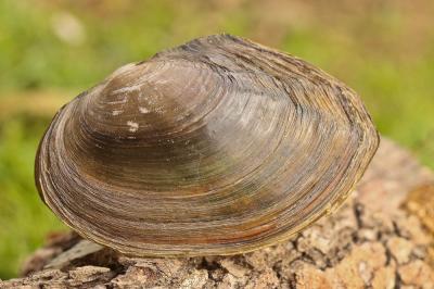 Anodonte des rivières Anodonta anatina (Linnaeus, 1758)