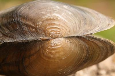Anodonte des rivières Anodonta anatina (Linnaeus, 1758)