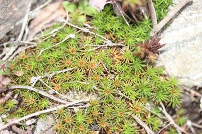  Polytrichum juniperinum Hedw., 1801
