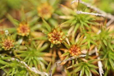  Polytrichum juniperinum Hedw., 1801