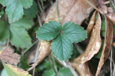Potentille faux fraisier, Potentille stérile Potentilla sterilis (L.) Garcke, 1856