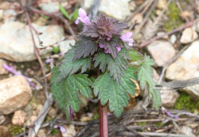 Lamier hybride Lamium hybridum Vill., 1786