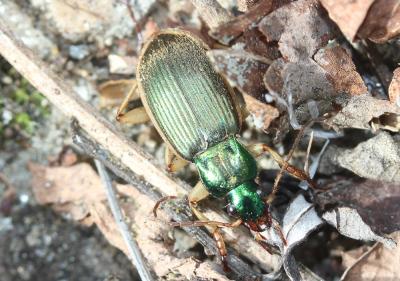  Chlaenius velutinus (Duftschmid, 1812)