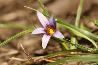 Romulée ramifiée Romulea ramiflora Ten., 1827