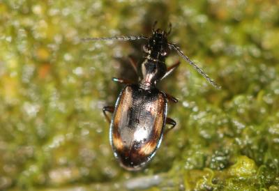  Bembidion callosum Küster, 1847