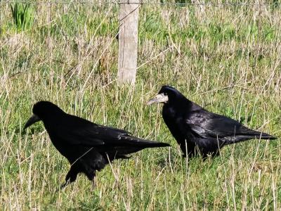Corbeau freux Corvus frugilegus Linnaeus, 1758
