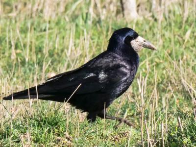 Corbeau freux Corvus frugilegus Linnaeus, 1758