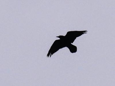 Grand corbeau Corvus corax Linnaeus, 1758