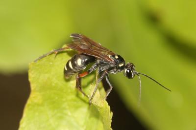  Cryptocheilus variabilis (Rossius, 1790)