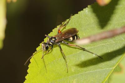  Cryptocheilus variabilis (Rossius, 1790)