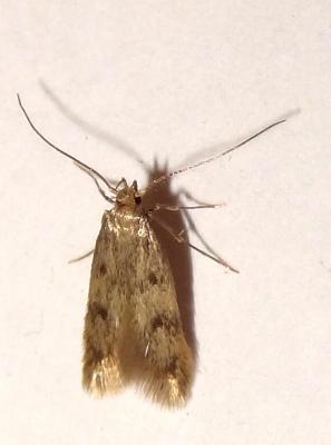  Borkhausenia nefrax Hodges, 1974