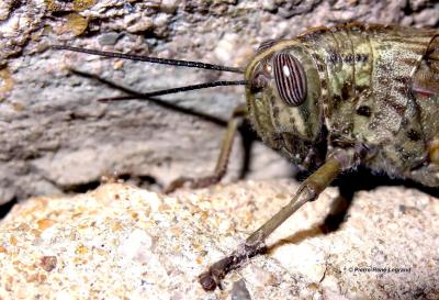 Criquet égyptien Anacridium aegyptium (Linnaeus, 1764)