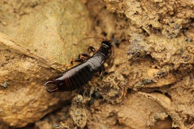  Euborellia moesta (Géné, 1837)