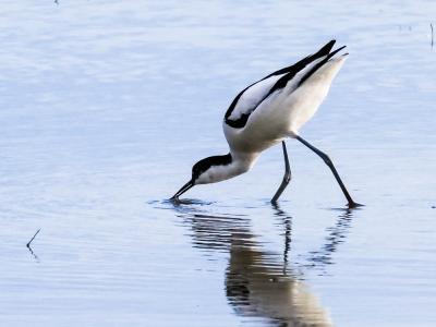 Avocette élégante Recurvirostra avosetta Linnaeus, 1758