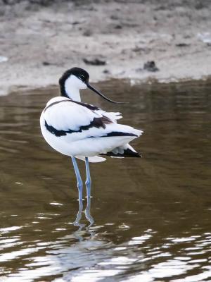 Avocette élégante Recurvirostra avosetta Linnaeus, 1758