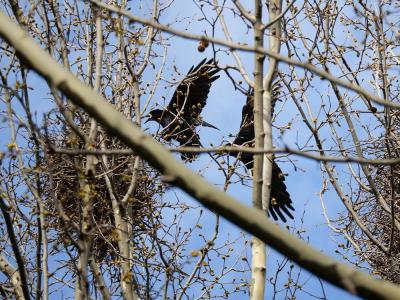 Corbeau freux Corvus frugilegus Linnaeus, 1758