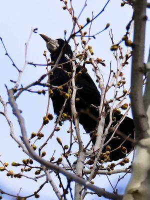 Corbeau freux Corvus frugilegus Linnaeus, 1758