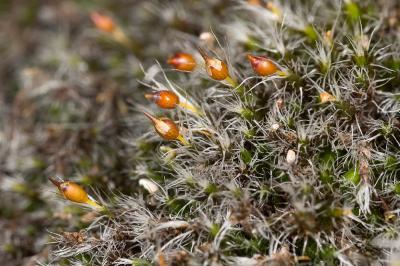  Grimmia laevigata (Brid.) Brid., 1826