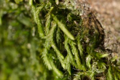  Nogopterium gracile (Hedw.) Crosby & W.R.Buck, 2011