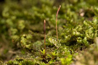  Syntrichia Brid., 1801