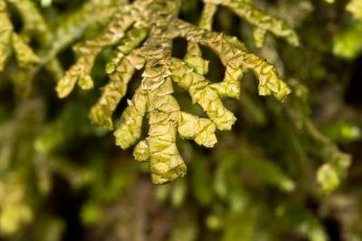  Porella platyphylla (L.) Pfeiff., 1855