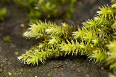  Hedwigia stellata Hedenäs