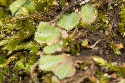  Riccia gougetiana Durieu & Mont., 1849