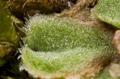  Riccia gougetiana Durieu & Mont., 1849