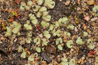  Riccia gougetiana Durieu & Mont., 1849
