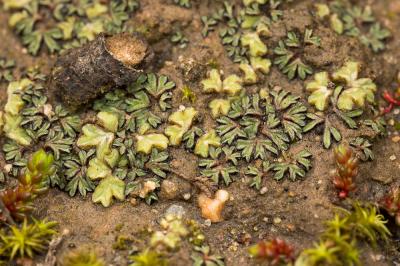  Riccia nigrella DC., 1815