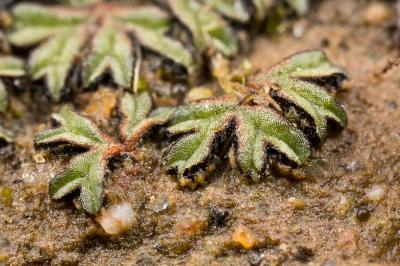  Riccia nigrella DC., 1815