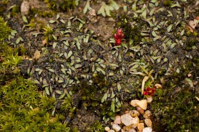  Riccia nigrella DC., 1815