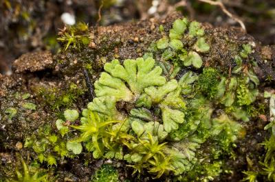  Riccia warnstorfii Limpr. ex Warnst., 1899
