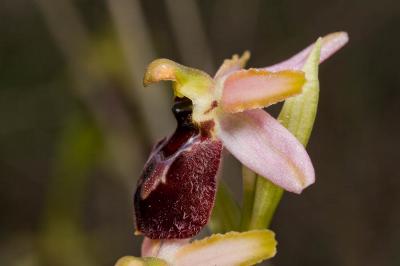  Ophrys occidentalis (Scappat.) Scappat. & M.Demange, 2005