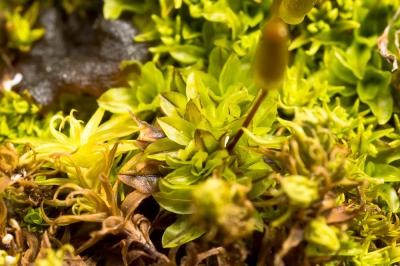  Encalypta vulgaris Hedw., 1801