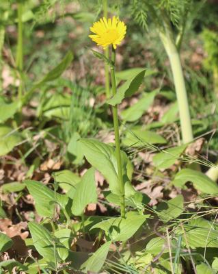 Doronic à feuilles de plantain Doronicum plantagineum L., 1753