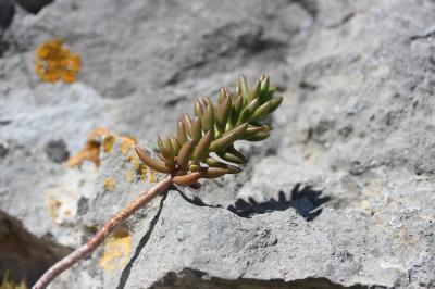 Orpin blanc jaunâtre, Orpin de Nice, Sédum de Nice Sedum sediforme (Jacq.) Pau, 1909