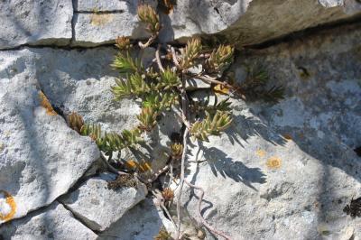 Orpin blanc jaunâtre, Orpin de Nice, Sédum de Nice Sedum sediforme (Jacq.) Pau, 1909
