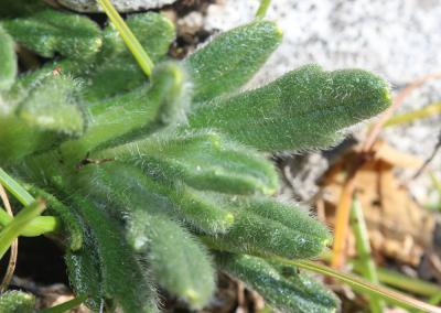 Bugle Ivette, Ivette-musquée Ajuga iva (L.) Schreb., 1773
