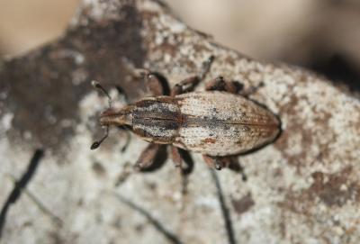  Pseudocleonus cinereus (Schrank, 1781)