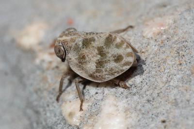  Hysteropterum dolichotum Gnezdilov & Mazzoni, 2004