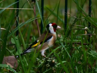 Chardonneret élégant Carduelis carduelis (Linnaeus, 1758)