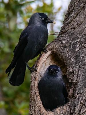 Choucas des tours Corvus monedula Linnaeus, 1758