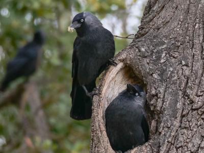 Choucas des tours Corvus monedula Linnaeus, 1758