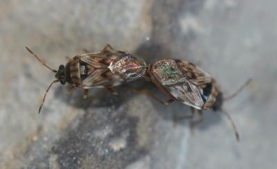  Hyalochilus ovatulus (A. Costa, 1853)