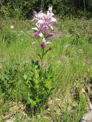 Fraxinelle blanche, Dictame blanc Dictamnus albus L., 1753